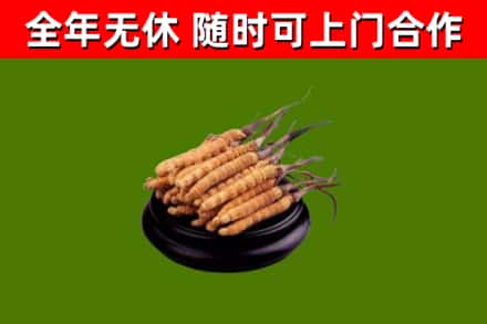 合江烟酒回收冬虫夏草.jpg